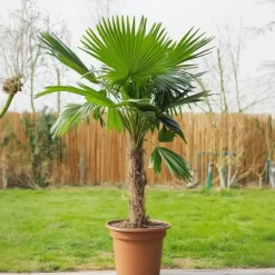 Mexicaanse waaierpalm - Set van 2 - Washingtonia - Hoogte 50-60cm - ⌀15cm