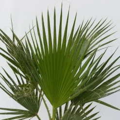 Mexicaanse waaierpalm - Set van 2 - Washingtonia - Hoogte 50-60cm - ⌀15cm