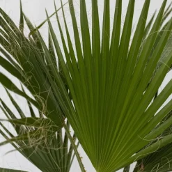 Mexicaanse waaierpalm - Set van 2 - Washingtonia - Hoogte 50-60cm - ⌀15cm