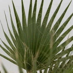 Mexicaanse waaierpalm - Set van 2 - Washingtonia - Hoogte 50-60cm - ⌀15cm