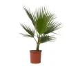 Mexicaanse waaierpalm - Washingtonia robusta - Hoogte 70-90cm - ⌀21cm