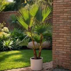 Mexicaanse waaierpalm - Washingtonia robusta - Hoogte 70-90cm - ⌀21cm