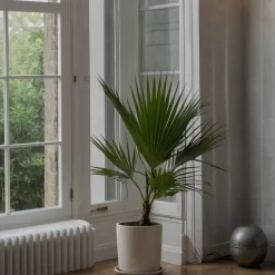 Mexicaanse waaierpalm - Washingtonia robusta - Hoogte 70-90cm - ⌀21cm