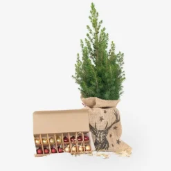 Mini-kerstboom met juten zak - Picea glauca ‘Conica’ - Hoogte 55-65cm - ⌀15cm