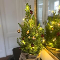 Mini-kerstboom met juten zak - Picea glauca ‘Conica’ - Hoogte 55-65cm - ⌀15cm