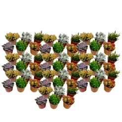 Mini-vetplanten - Set van 60 - Succulentenmix - Hoogte 5-10cm - ⌀5,5cm