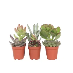 Mini-vetplanten - Set van 6 - Succulent Mix - Hoogte 5-10cm - ⌀5,5cm