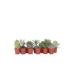 Mini-vetplanten - Set van 12 - Succulent Mix - Hoogte 5-10cm - ⌀5,5cm