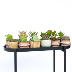 Mini-vetplanten - Set van 12 - Succulent Mix - Hoogte 5-10cm - ⌀5,5cm
