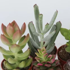 Mini-vetplanten - Set van 12 - Succulent Mix - Hoogte 5-10cm - ⌀5,5cm