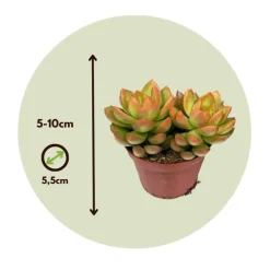 Mini-vetplanten - Set van 12 - Succulent Mix - Hoogte 5-10cm - ⌀5,5cm