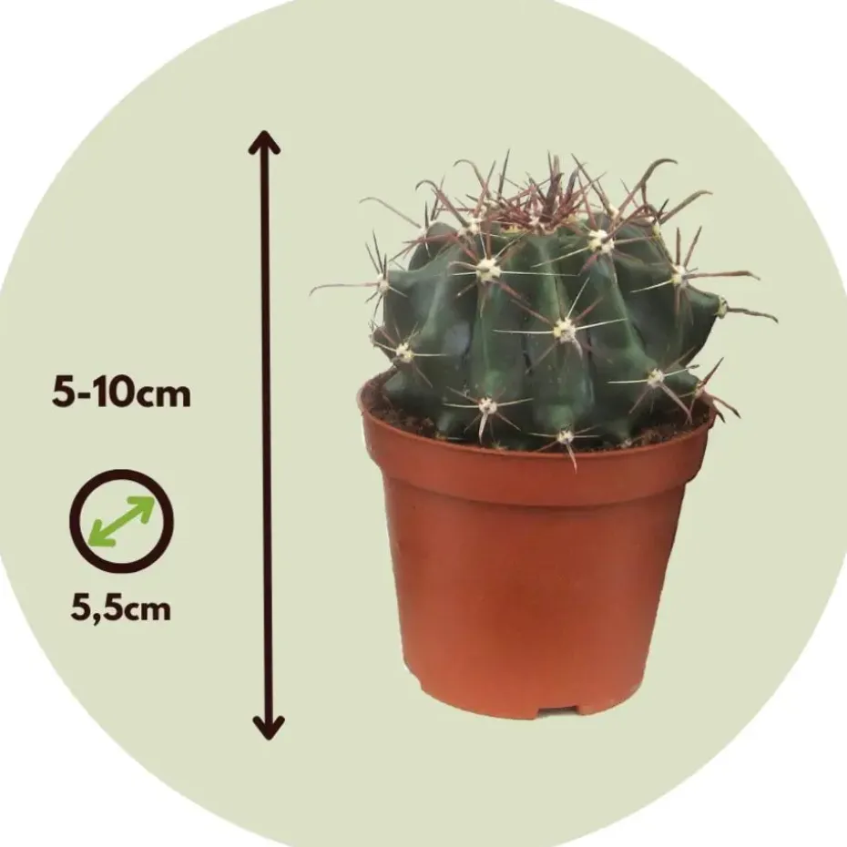 Mix cactus - Set van 60 - Cactus - Hoogte 5-10cm - ⌀5,5cm