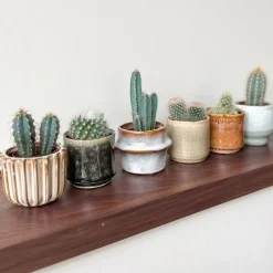Mix cactus - Set van 60 - Cactus - Hoogte 5-10cm - ⌀5,5cm