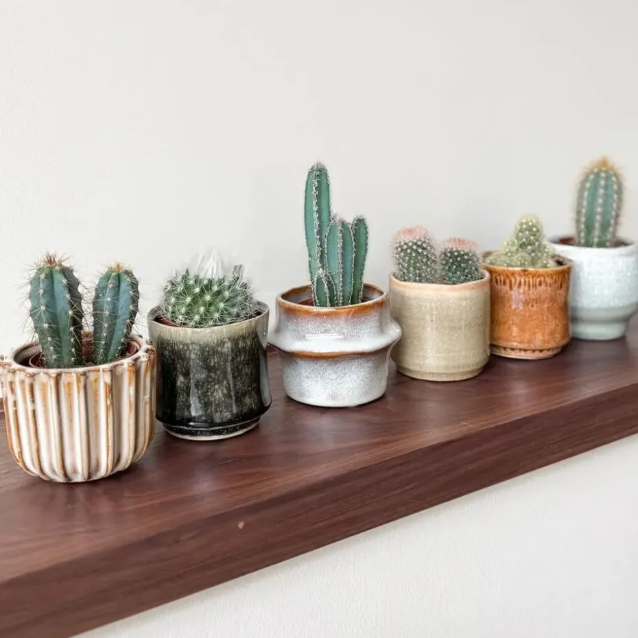 Mix cactus - Set van 60 - Cactus - Hoogte 5-10cm - ⌀5,5cm
