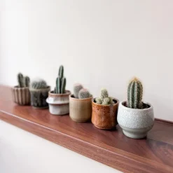 Mix cactus - Set van 60 - Cactus - Hoogte 5-10cm - ⌀5,5cm
