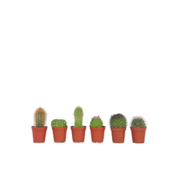 Mix cactus - Set van 6 - Cactus - Hoogte 5-10cm - ⌀5,5cm