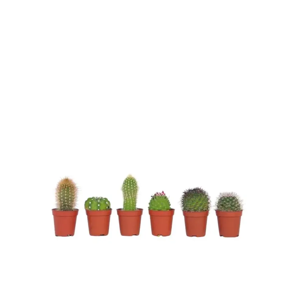 Mix cactus - Set van 6 - Cactus - Hoogte 5-10cm - ⌀5,5cm