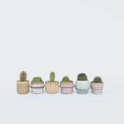 Mix cactus - Set van 6 - Cactus - Hoogte 5-10cm - ⌀5,5cm