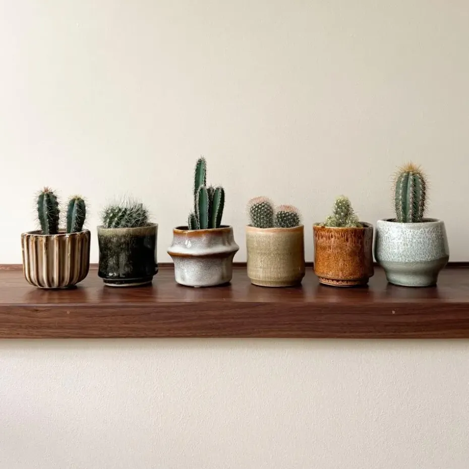 Mix cactus - Set van 6 - Cactus - Hoogte 5-10cm - ⌀5,5cm
