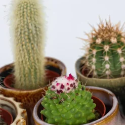 Mix cactus - Set van 6 - Cactus - Hoogte 5-10cm - ⌀5,5cm