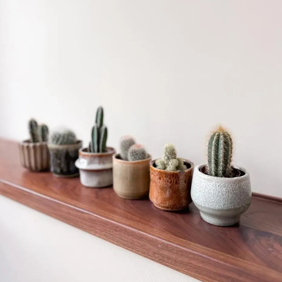 Mix cactus - Set van 6 - Cactus - Hoogte 5-10cm - ⌀5,5cm