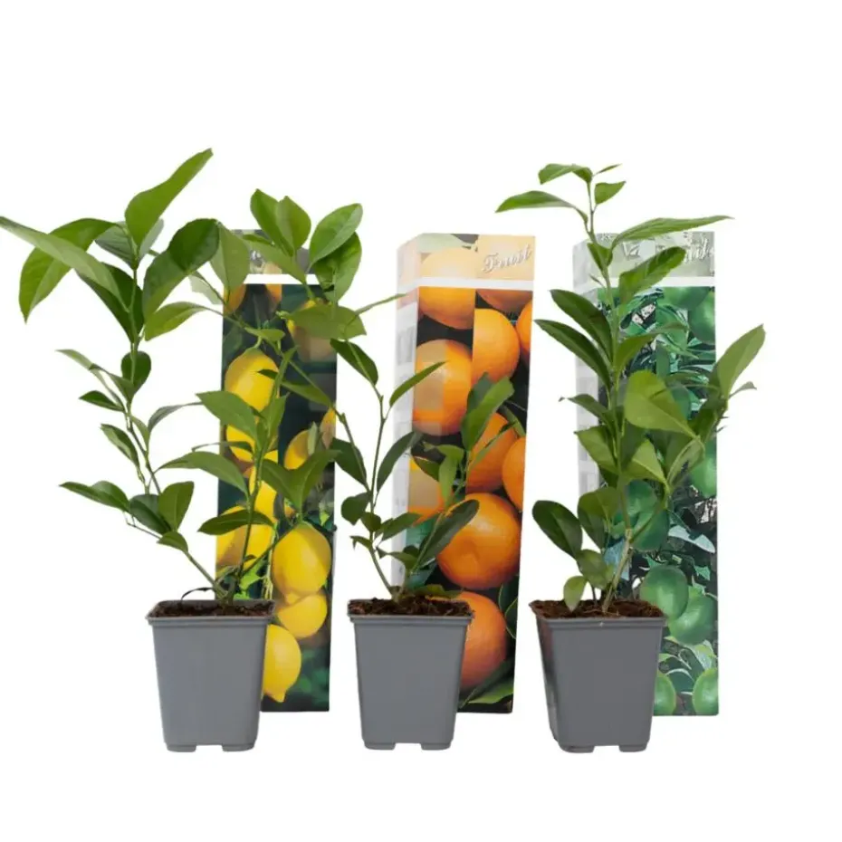Mix fruitbomen - Set van 3 - Citrus limon - Hoogte 25-40cm - ⌀9cm