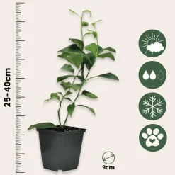 Mix fruitbomen - Set van 3 - Citrus limon - Hoogte 25-40cm - ⌀9cm