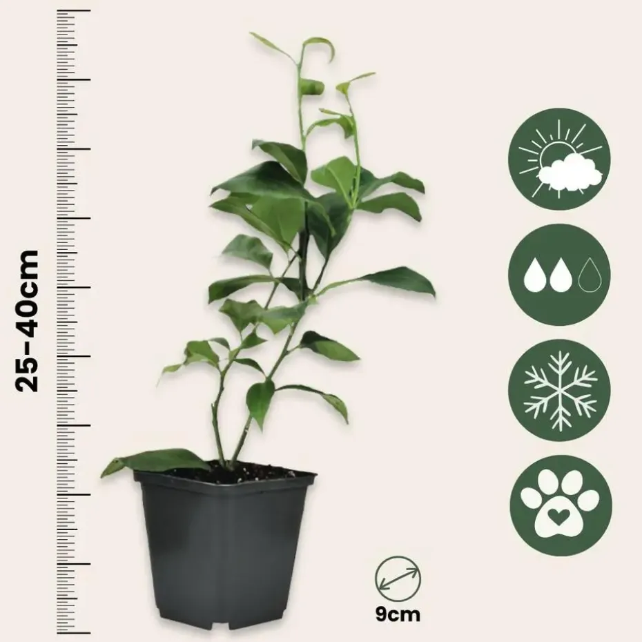 Mix fruitbomen - Set van 3 - Citrus limon - Hoogte 25-40cm - ⌀9cm