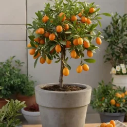 Mix fruitbomen - Set van 3 - Citrus limon - Hoogte 25-40cm - ⌀9cm