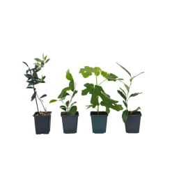 Mix fruitbomen - Set van 4 - Hoogte 25-40cm - ⌀9cm