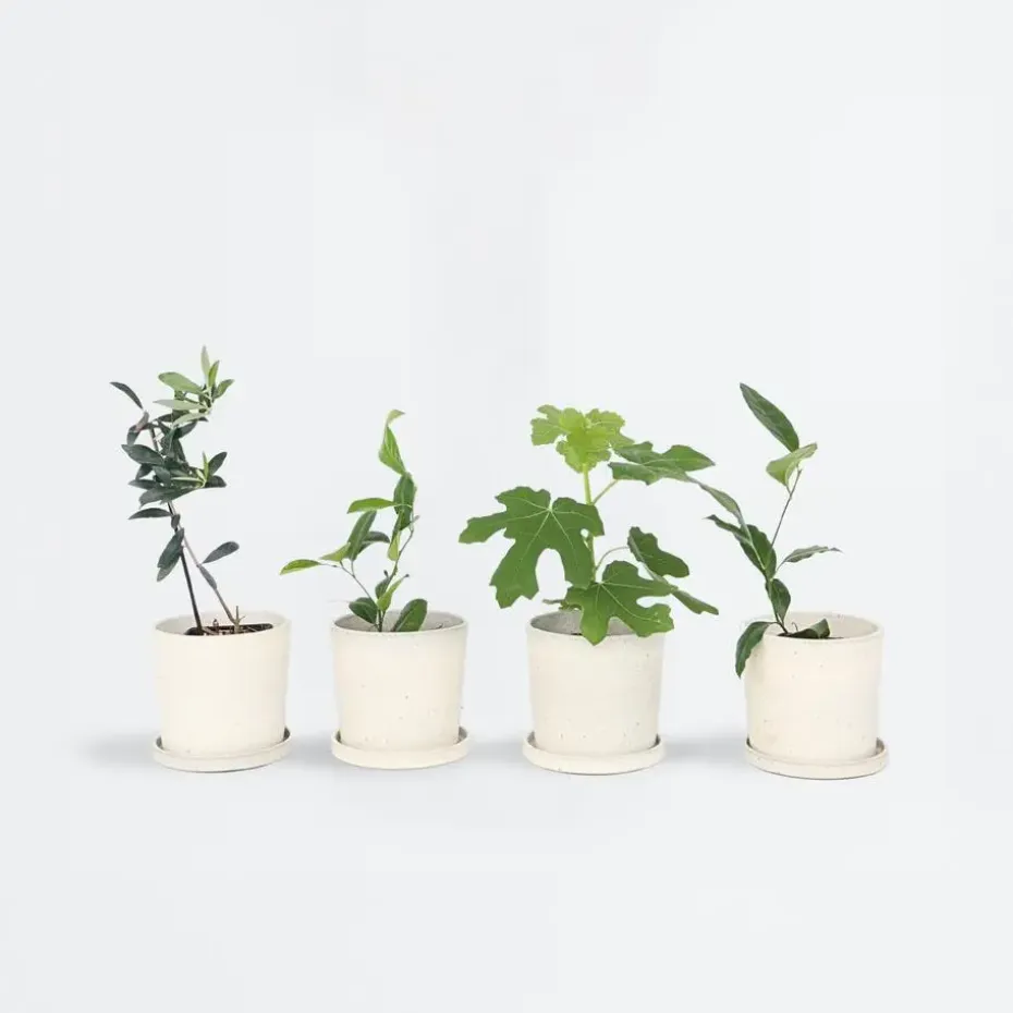 Mix fruitbomen - Set van 4 - Hoogte 25-40cm - ⌀9cm