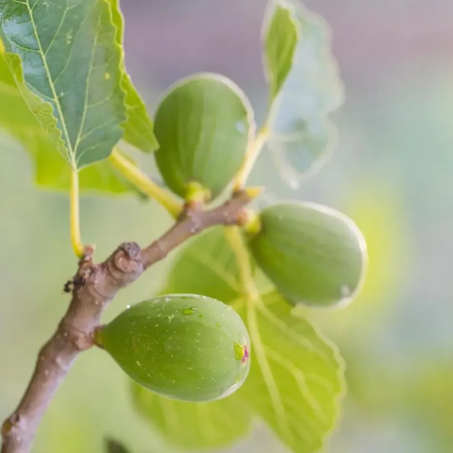 Mix fruitbomen - Set van 4 - Hoogte 25-40cm - ⌀9cm