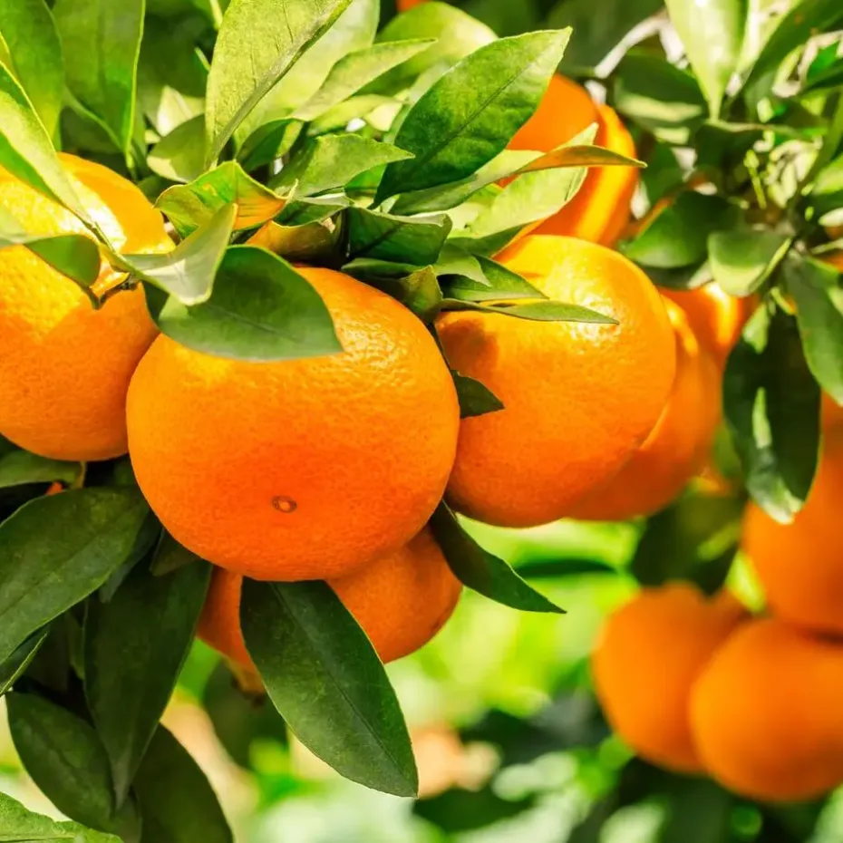 Mix fruitbomen - Set van 4 - Hoogte 25-40cm - ⌀9cm