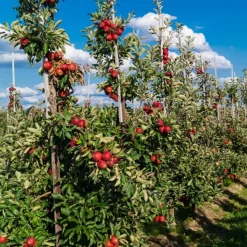 Mix fruitzuilen - Set van 8 - Malus, Pryus, Prunus - Hoogte 60-70cm - ⌀9cm