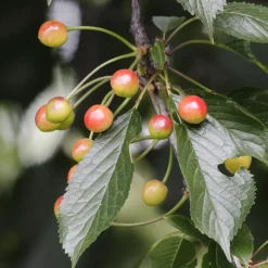 Mix fruitzuilen - Set van 8 - Malus, Pryus, Prunus - Hoogte 60-70cm - ⌀9cm