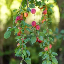 Mix fruitzuilen - Set van 8 - Malus, Pryus, Prunus - Hoogte 60-70cm - ⌀9cm