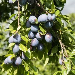 Mix fruitzuilen - Set van 8 - Malus, Pryus, Prunus - Hoogte 60-70cm - ⌀9cm