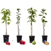 Mix fruitzuilen - Set van 4 - Malus, Pryus, Prunus - Hoogte 60-70cm - ⌀9cm