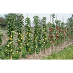 Mix fruitzuilen - Set van 4 - Malus, Pryus, Prunus - Hoogte 60-70cm - ⌀9cm