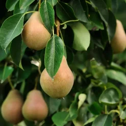 Mix fruitzuilen - Set van 4 - Malus, Pryus, Prunus - Hoogte 60-70cm - ⌀9cm