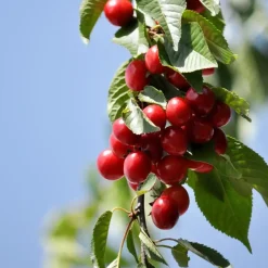 Mix fruitzuilen - Set van 4 - Malus, Pryus, Prunus - Hoogte 60-70cm - ⌀9cm