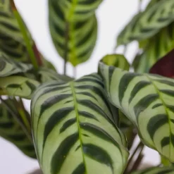 Mix van 3 kamerplanten incl. mandjes - Hoogte 25-40cm - ⌀12cm