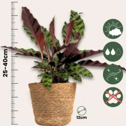 Mix van 3 kamerplanten incl. mandjes - Hoogte 25-40cm - ⌀12cm