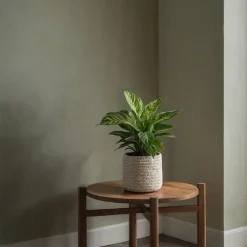 Mix van 3 kamerplanten incl. mandjes - Hoogte 25-40cm - ⌀12cm