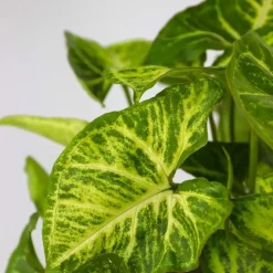 Mix van 3 kamerplanten incl. mandjes - Hoogte 25-40cm - ⌀12cm