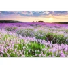 MuchoWow Tuinposter 120x80cm Bloemen Lavendel Paars Lucht