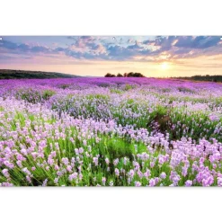 MuchoWow Tuinposter 180x120cm Bloemen Lavendel Paars Lucht
