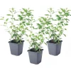 Nachtschade - Set van 3 - Lycianthes rantonnetii - Hoogte 25-40cm - ⌀9cm