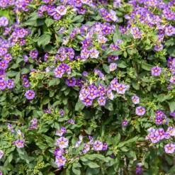 Nachtschade - Set van 3 - Lycianthes rantonnetii - Hoogte 25-40cm - ⌀9cm