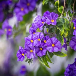 Nachtschade - Set van 3 - Lycianthes rantonnetii - Hoogte 25-40cm - ⌀9cm